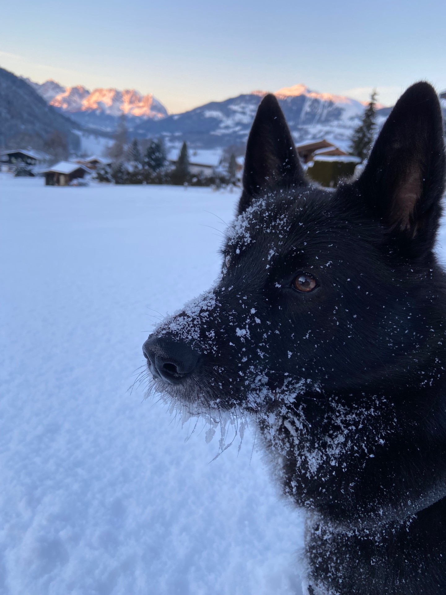 Ares, Bürohund von Muchachos Development